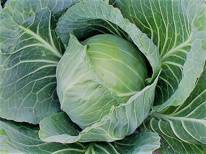 Hydroponic-cabbage--LivinGreen-(by-Christopher-somerville)