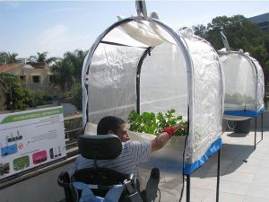 גבר בכסא גלגלים מטפל במערכת הידרופוניקה מסוג LivingBox