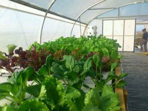 DWC hydroponics system