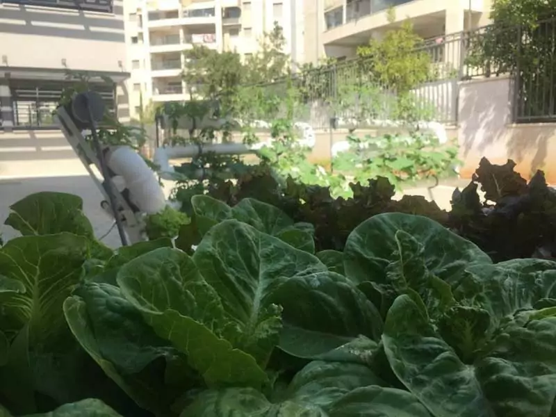 Urban agriculture complex in school