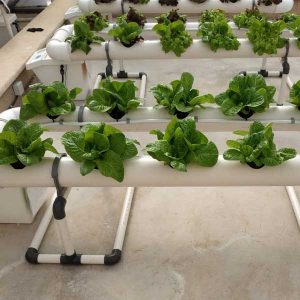 גידול חסה במערכת הידרופונית בשיטת NFT