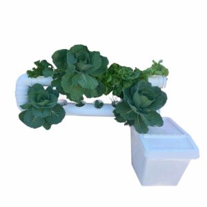 מערכת הידרופוניקה ביתית, Mini גינת ירק