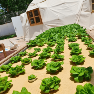 מרחב למידת חוץ בבית ספר