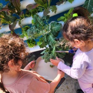 גידול ירקות לתלמידים