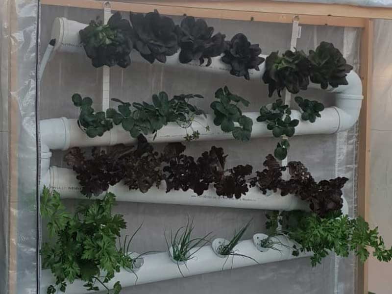 גינת ירק תלויה - גידול בשיטת הידרופוניקה