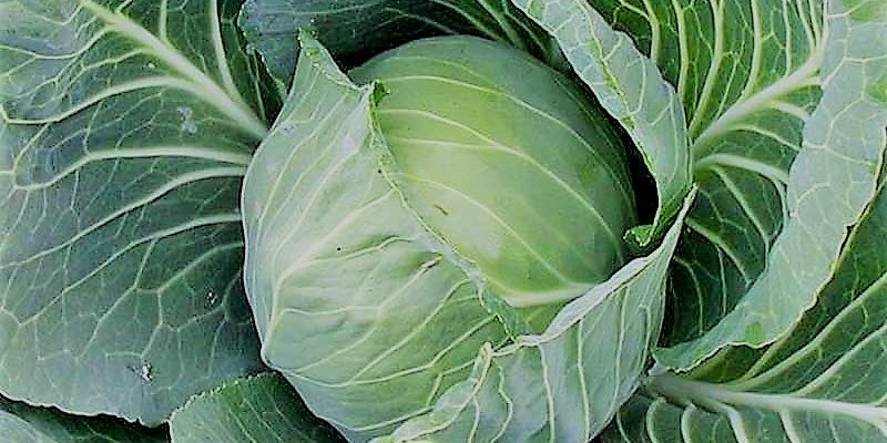 Hydroponic-cabbage--LivinGreen-(by-Christopher-somerville)