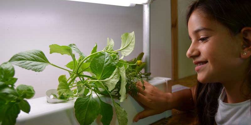 ילדה מתבוננת באדנית גידול הידרופונית