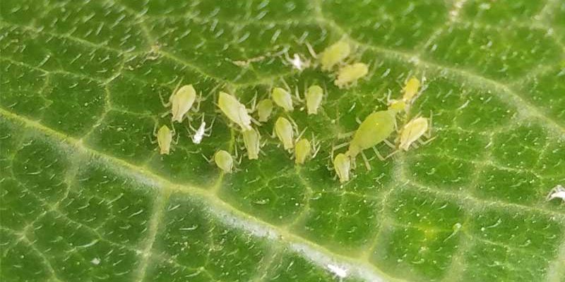 הדברה אורגנית בחנות ליביגנרין תמונה של חרקים
