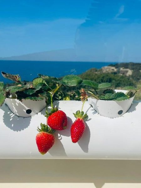 גידול תותים במערכות הידרופוניקה